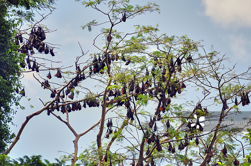 一大群普通果蝠。图片素材