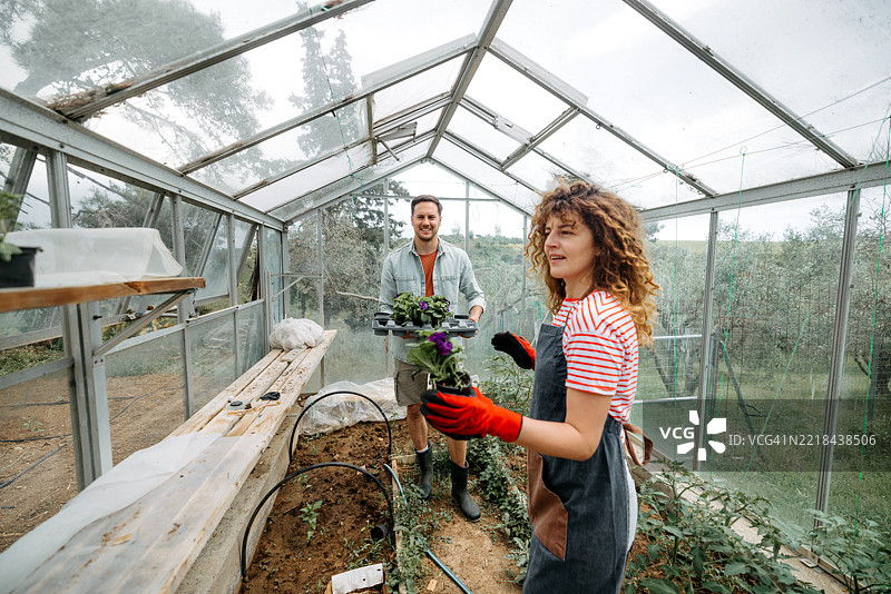 年轻的穿着整齐的情侣在温室里一起种植植物图片素材