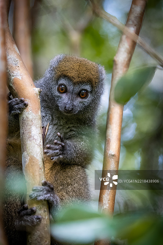 安达西贝森林中的普通棕色狐猴图片素材