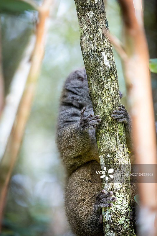 安达西贝森林中的普通棕色狐猴图片素材