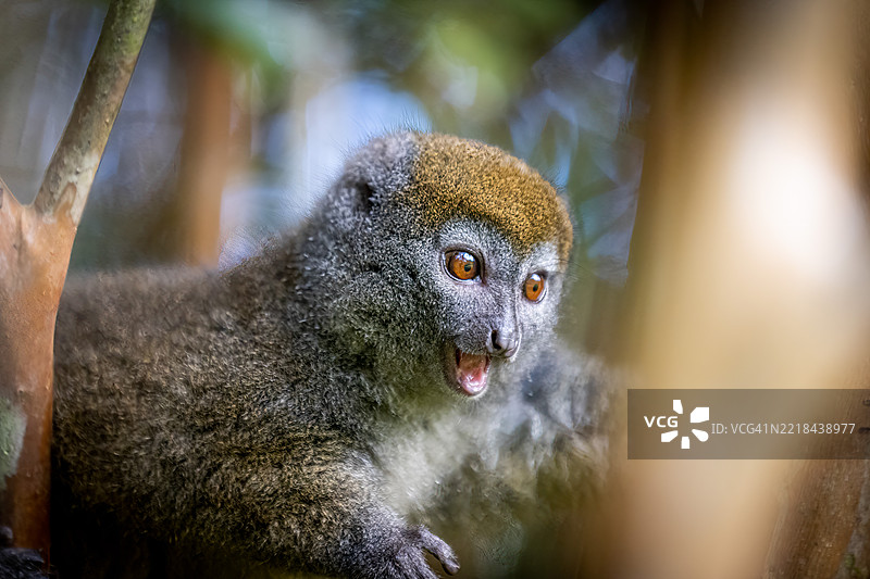安达西贝森林中的普通棕色狐猴图片素材
