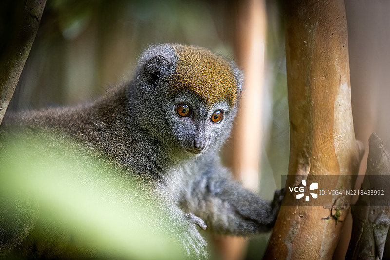 安达西贝森林中的普通棕色狐猴图片素材