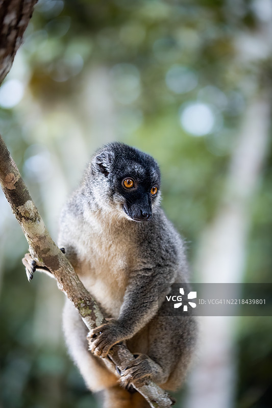 安达西贝森林中的普通棕色狐猴图片素材