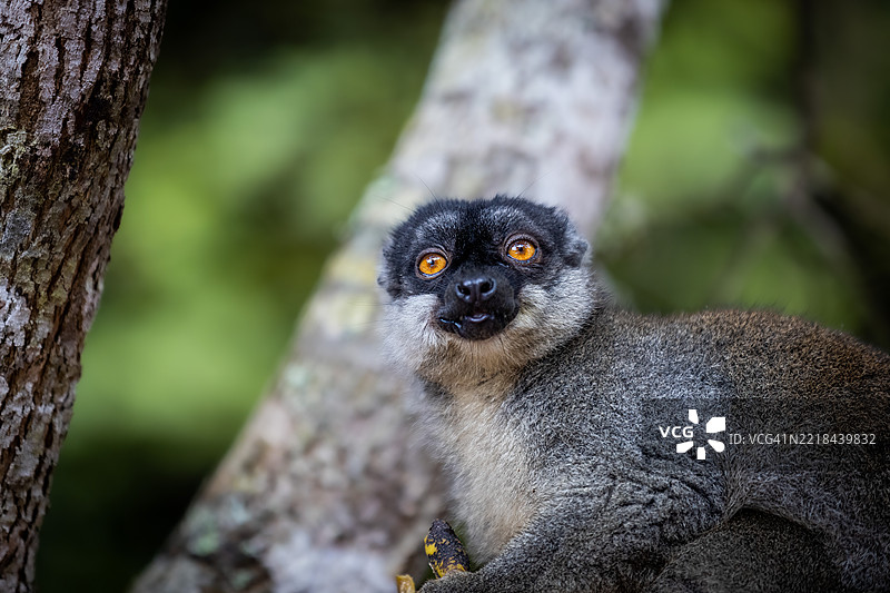 安达西贝森林中的普通棕色狐猴图片素材