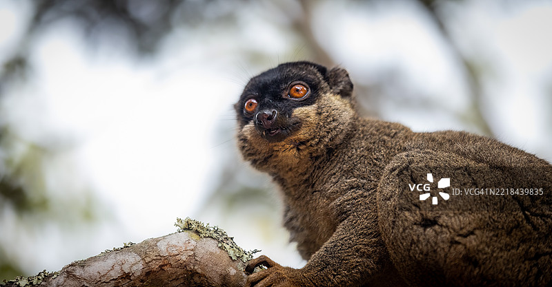 安达西贝森林中的普通棕色狐猴图片素材