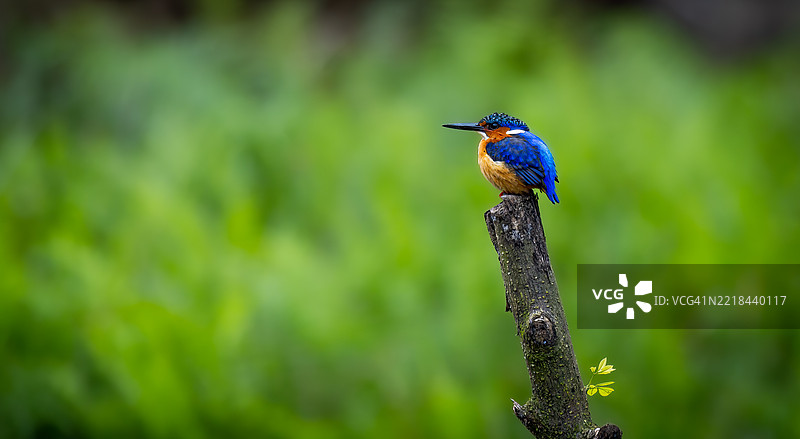 马达加斯加国王翠鸟栖息在马达加斯加的拉诺马法纳附近图片素材
