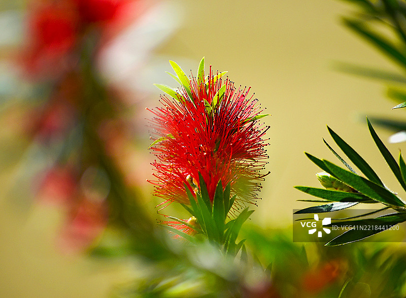 常见的红瓶刷花梅（Melaleuca citrina）盛开中图片素材