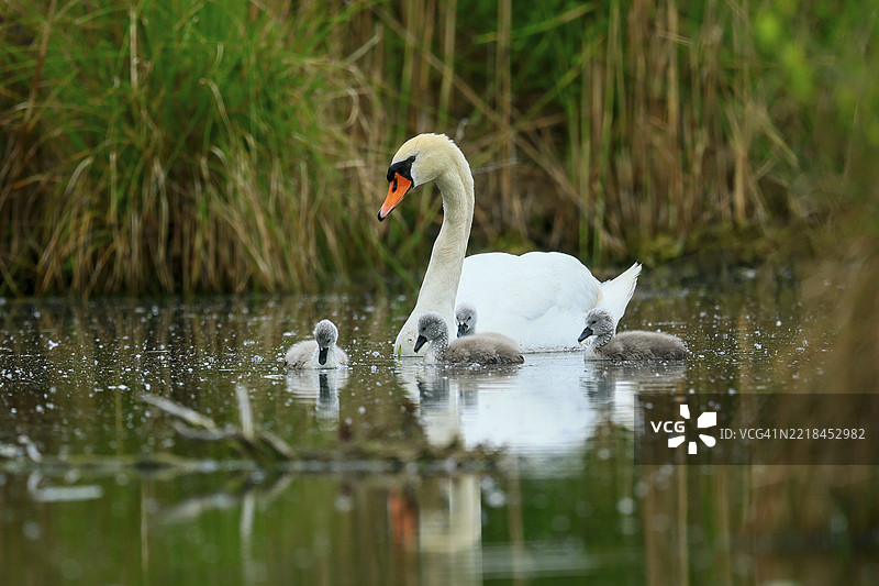 天鹅与小天鹅在池塘上平静地游泳，周围是草地和自然环境，哑天鹅（cygnus olor），野生动物，德国，欧洲图片素材