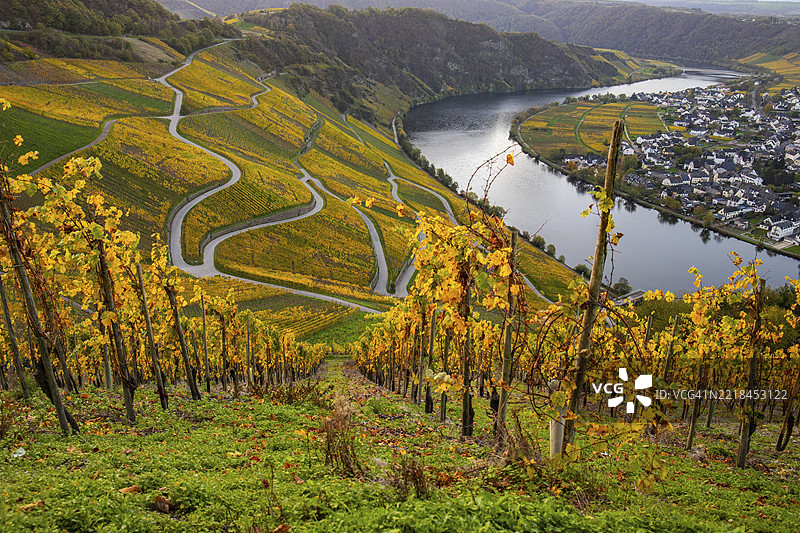 秋天美丽的葡萄园，黄叶，葡萄园中间的壮丽日出。小径穿过阳光明媚的摩泽尔谷陡坡，靠近皮斯波特。图片素材