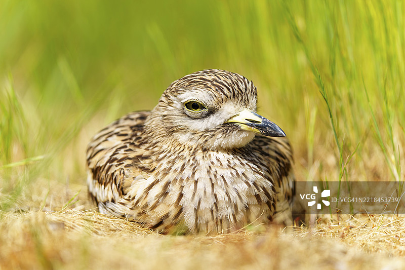 鸟儿静静地坐在草地上，隐藏在邻近的环境中，石鸻（Burhinus oedicnemus），法国，欧洲图片素材