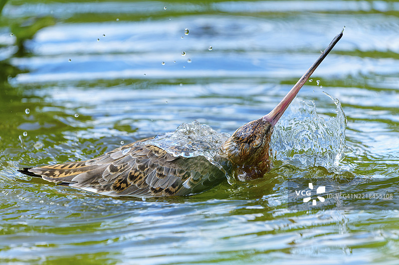 反嘴鹬俯冲入水，溅起水花，生动的动作，黑尾神鹬（Limosa limosa），法国，欧洲图片素材