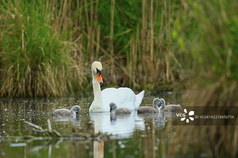 一只天鹅和它的小天鹅在池塘的水中，周围是绿色植被，哑天鹅（cygnus olor），野生动物，德国，欧洲图片素材