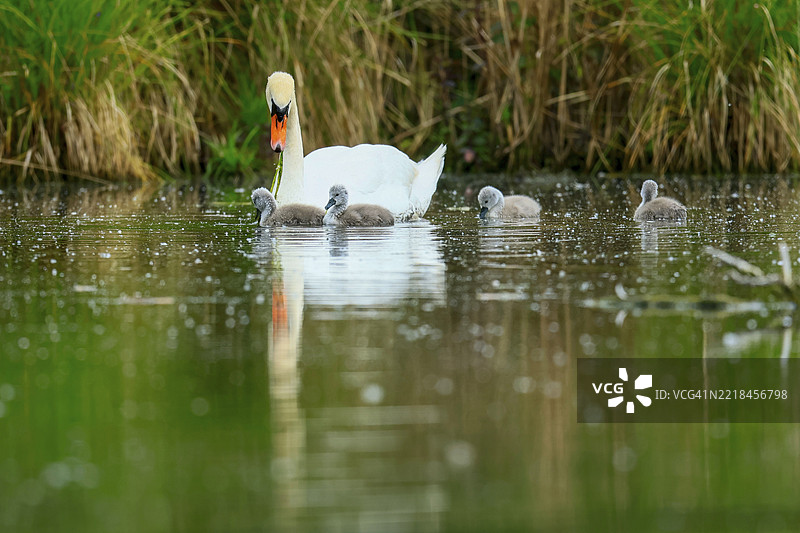 一只带着小天鹅的天鹅在水中倒影，周围被植被环绕，哑天鹅（cygnus olor），野生动物，德国，欧洲图片素材