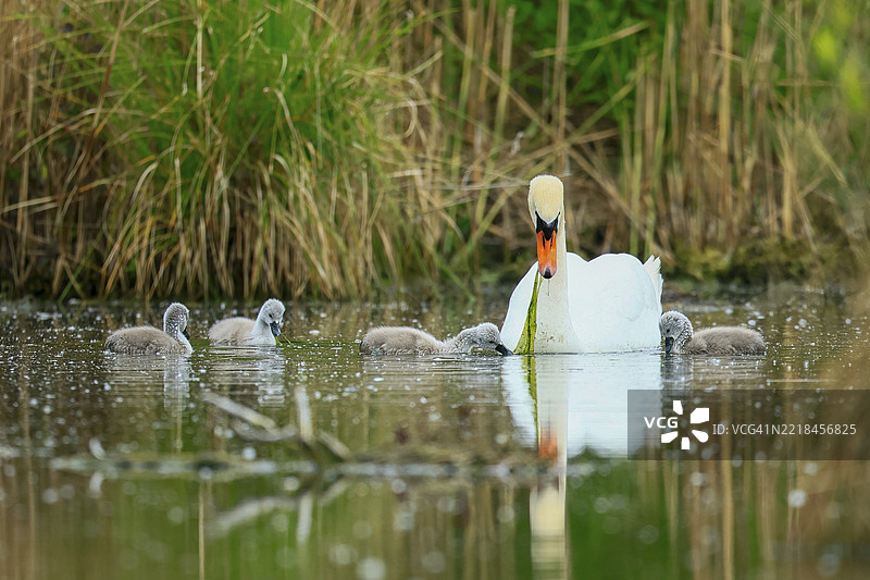 一只天鹅在宁静的场景中与它的小天鹅在池塘上，哑天鹅（cygnus olor），野生动物，德国，欧洲图片素材
