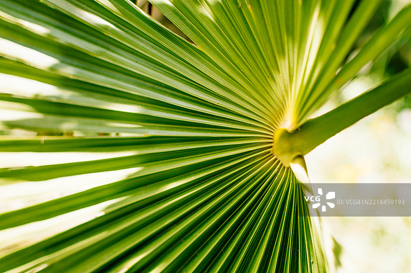 绿色棕榈树叶的特写。图片素材