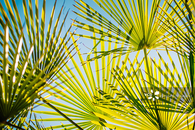 绿色棕榈树叶的特写。图片素材