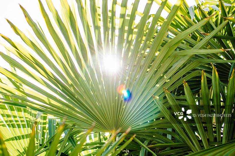 绿色棕榈树叶的特写。图片素材