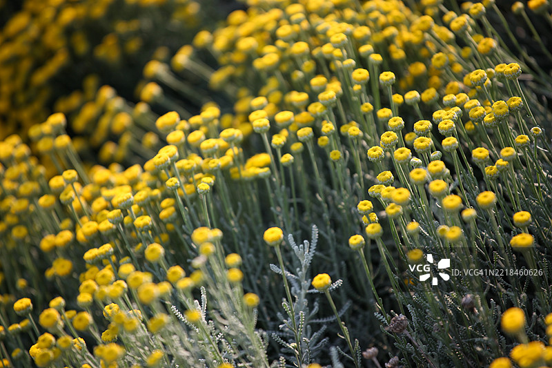 棉薰衣草 (Santolina chamaecyparissus)图片素材