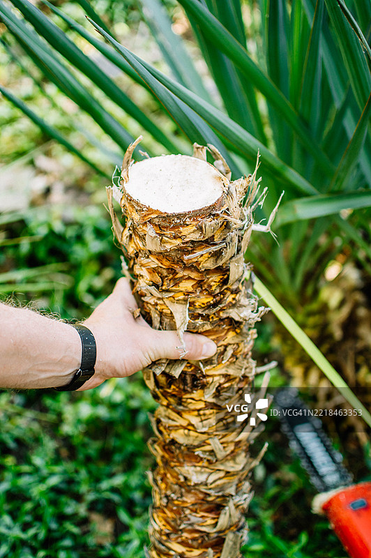 一个男人的手正在用电锯锯一棵棕榈树。图片素材