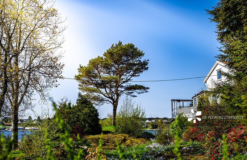 花园里的松树矗立在岩石上，已经这样60年了。图片素材