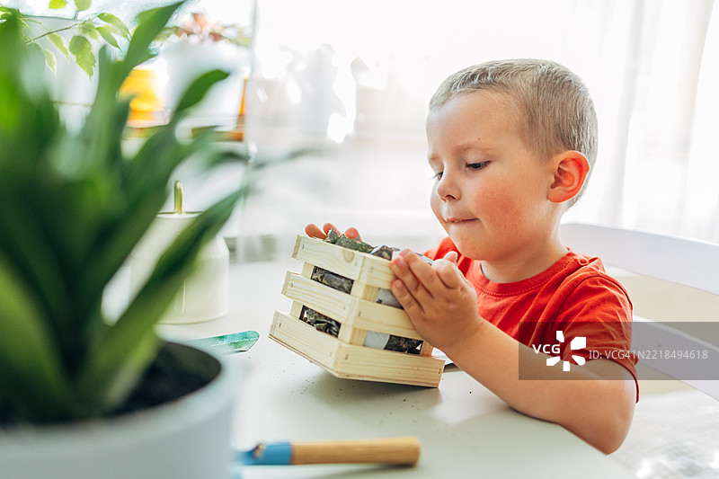 男孩在木箱中检查种植的草莓幼苗，关注可持续发展图片素材