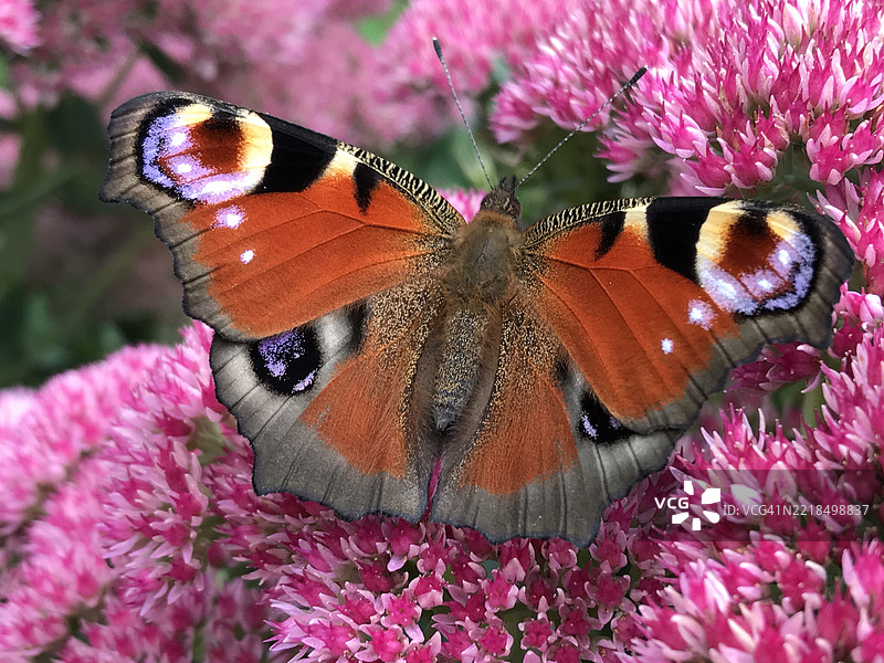 孔雀蝶栖息在粉色花朵上，比利时，沙勒罗瓦图片素材