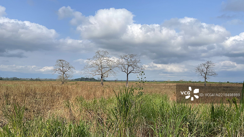 卡齐兰加国家公园夏季风景图片素材