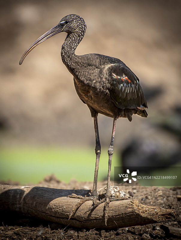 光泽鹮站在自然栖息地的树干上图片素材