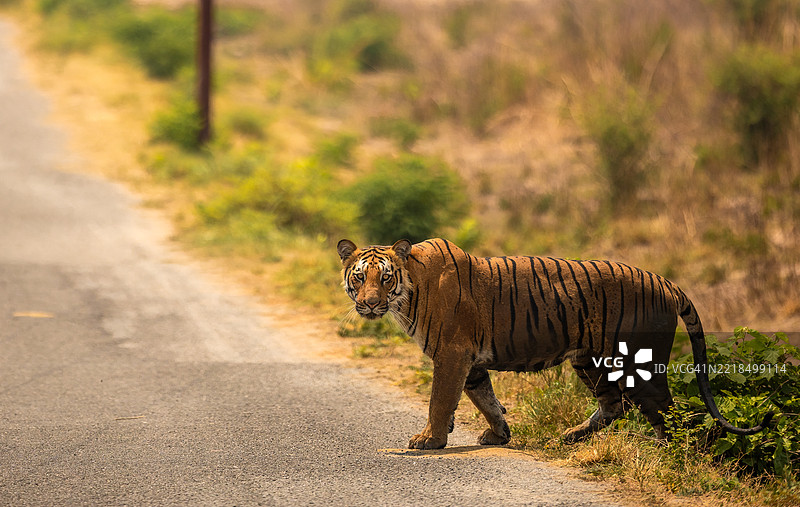 孟加拉虎在印度乡村道路上行走图片素材