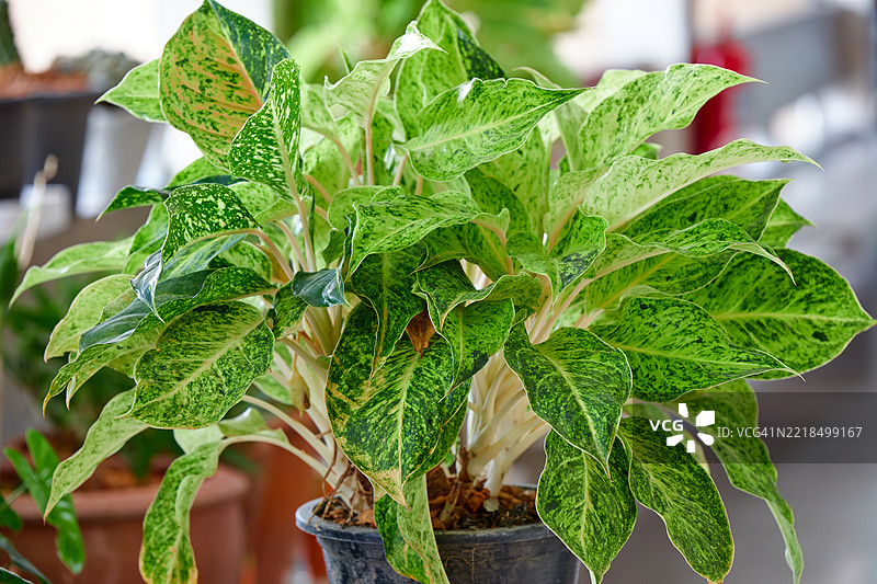 异国风情的滴水观音植物在花盆中图片素材