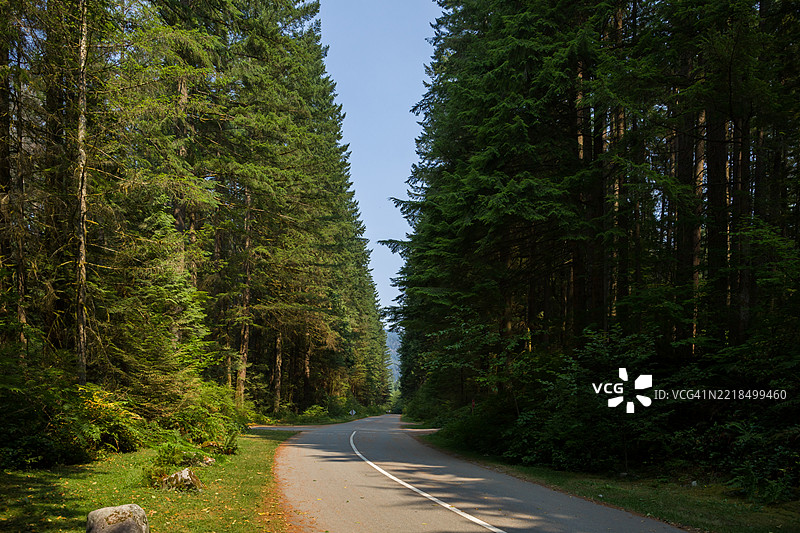 温哥华晨光中的郁郁葱葱森林蜿蜒小路图片素材