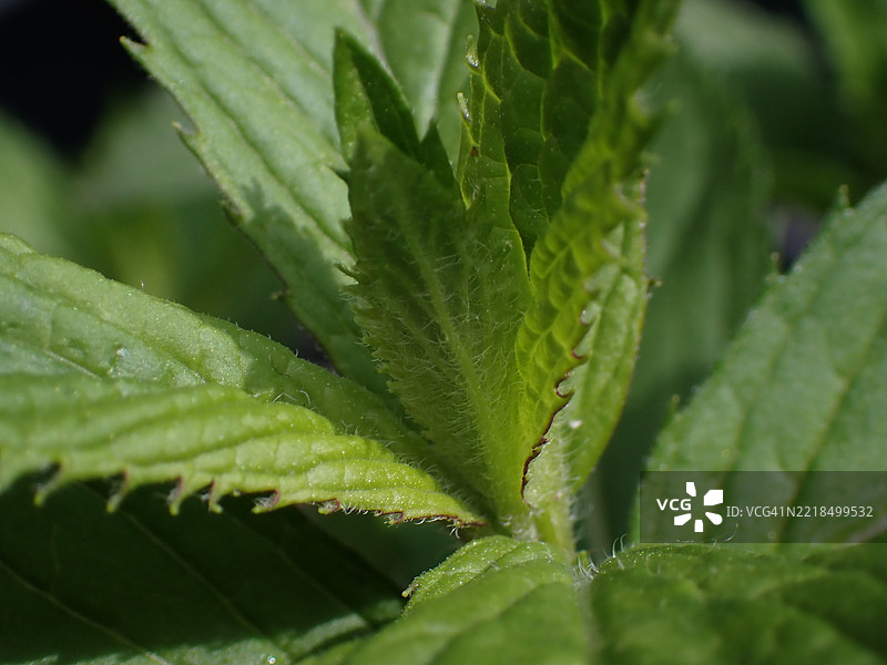 新鲜薄荷叶的特写图片素材