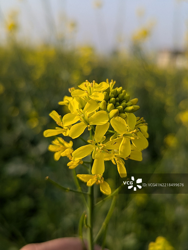 巴基斯坦纳乌沙赫罗·费罗兹地区的黄色芥末花特写图片素材