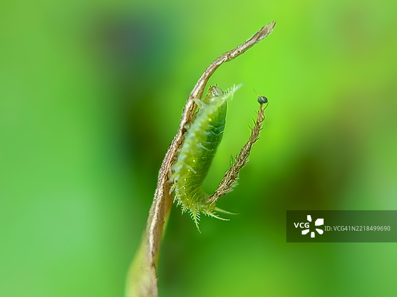 绿色龟甲虫幼虫伪装在树枝上图片素材