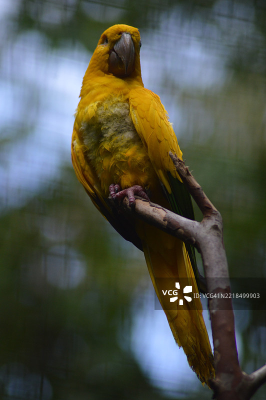 栖息在树枝上的鲜艳黄色鹦鹉图片素材