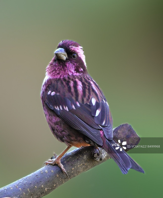 美丽的紫色雀鸟栖息在树枝上，印度图片素材