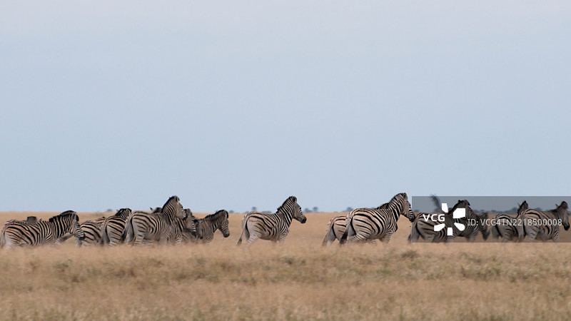 一群斑马在非洲草原上奔跑图片素材