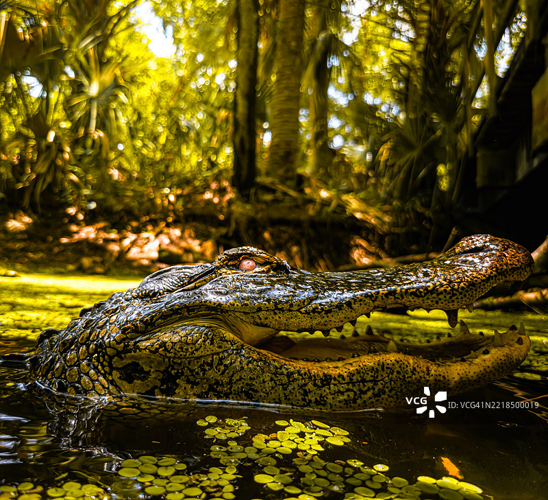 佛罗里达州美国郁郁葱葱的丛林中鳄鱼的特写镜头图片素材