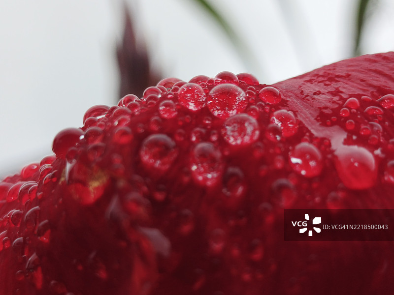 红花花瓣上的露珠特写图片素材