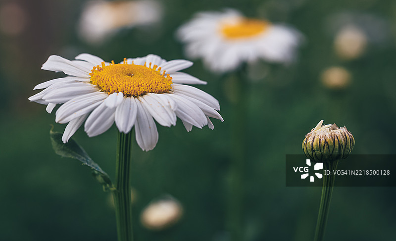 花园中盛开的白色雏菊特写图片素材