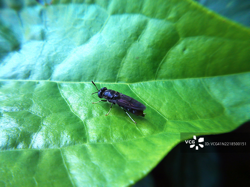 黑水虻在自然光下栖息在叶子上图片素材