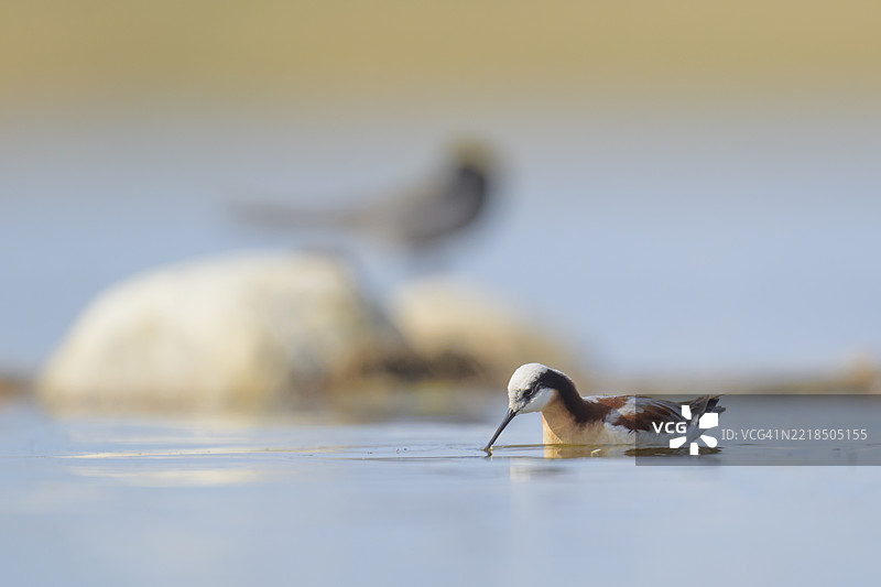 威尔逊鹬在湿地表面觅食图片素材