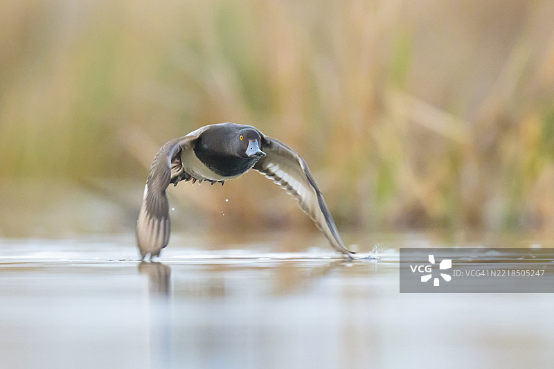 低飞的少见潜鸭雄鸟（Aythya affinis）穿越草原洼地湿地图片素材