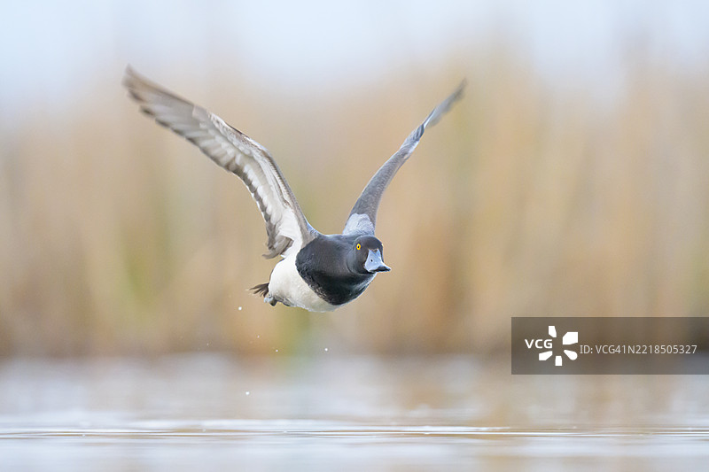 低飞的较小黑鸭雄鸟掠过草原洼地湿地图片素材