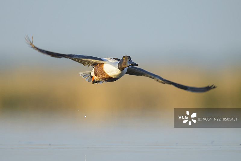 北方铲嘴鸭在水面上空飞翔图片素材