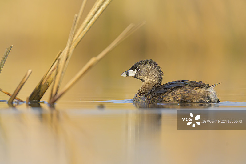 斑嘴潜鸟在芦苇边缘与倒影图片素材