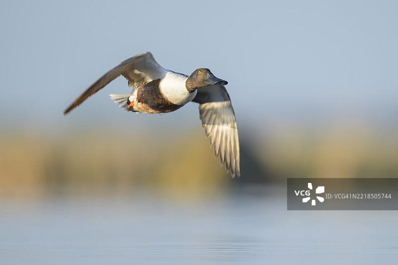北方铲嘴鸭在草原湿地上空飞翔图片素材