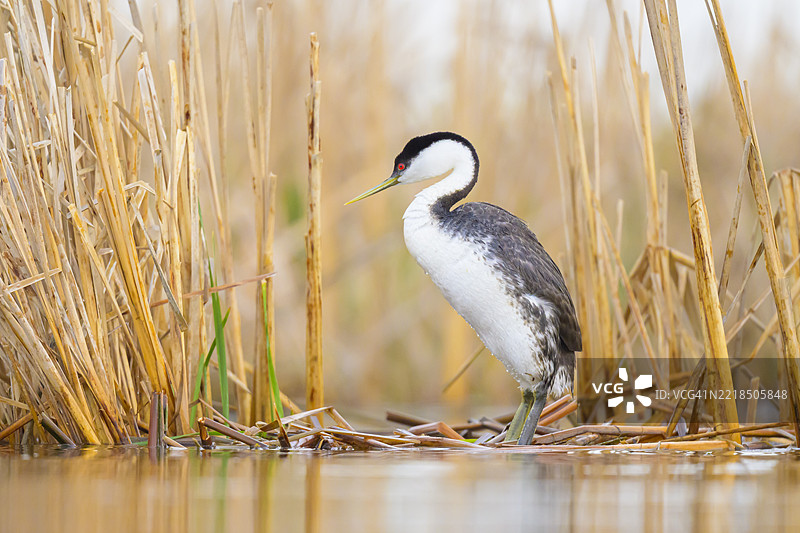 西方鸊鷉站在漂浮的巢上图片素材