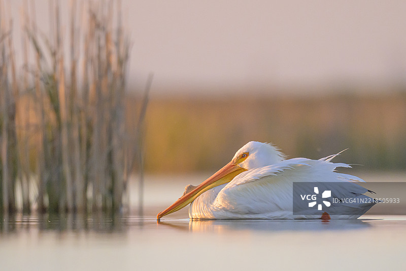 日落时分的美国白鹈鹕在湿地上图片素材