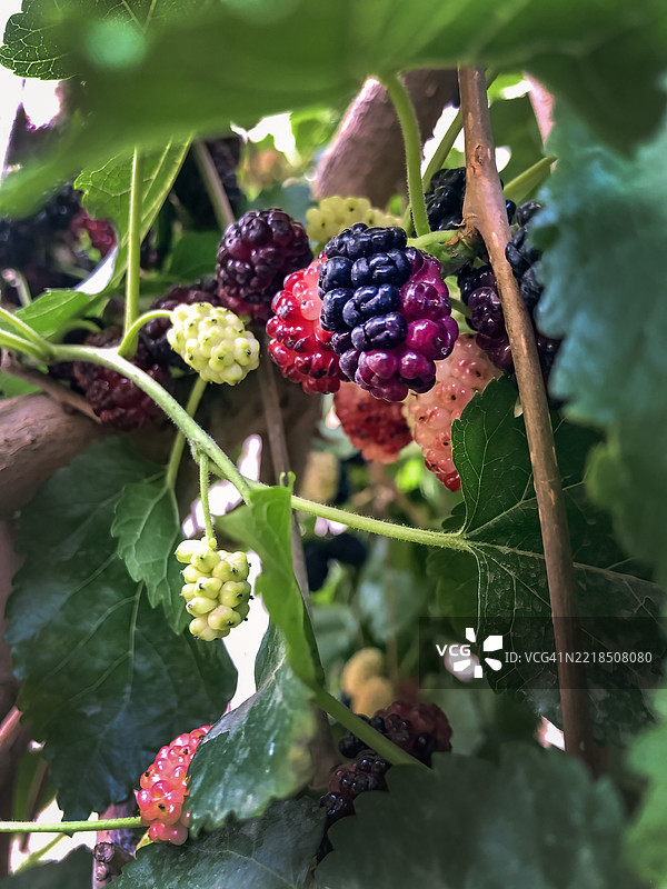 红桑莓图片素材